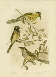 Verschiedener Honigfresser, 1891
