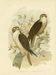 Westlicher Brauner Falke