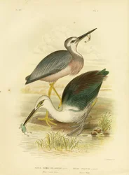 Weißgesichtreiher, 1891
