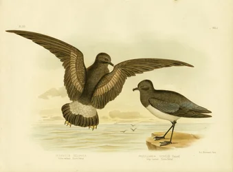 Gelbfüßiger Sturmvogel, 1891