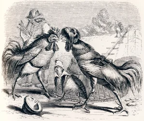 Das Rebhuhn und die zwei Hähne - Fabeln von La Fontaine