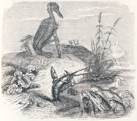 Die Fische und der Kormoran (Les poissons et le cormoran) - Fabeln von La Fontaine