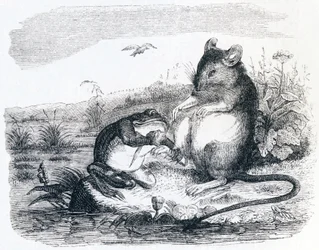 Der Frosch und die Ratte - Fabeln von La Fontaine