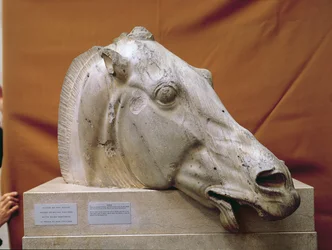 Kopf eines Pferdes von Selene