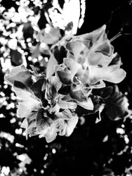 Blume Nr. 13