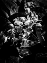 Blume Nr. 7, 2025