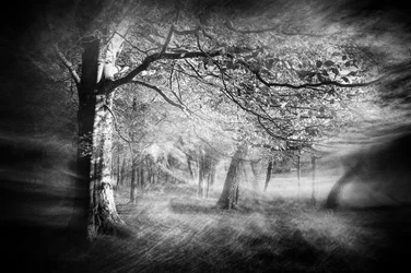 Ätherisches Waldlicht