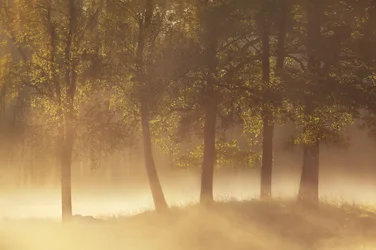 Goldener Morgennebel
