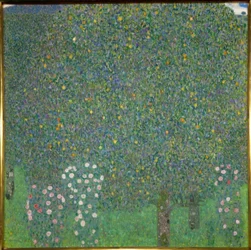 Rosensträucher unter Bäumen