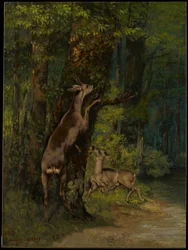Hirsche im Wald