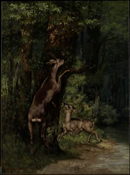 Hirsche im Wald