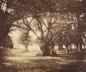 Hohle Eiche, Fontainebleau, 1855-57