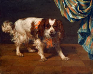 Ein King Charles Spaniel
