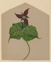 Burgunderrote Blume