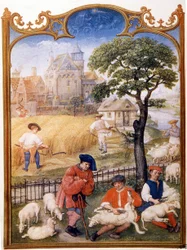 Feldarbeit, Schafe scheren und Bauern mähen Weizen. Miniatur zugeschrieben an Memling. Platte aus dem Breviaire Grimani des 15. Jahrhunderts. Biblioteca Marciana, Venedig