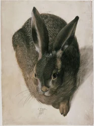Ein liegender Hase, von vorn gesehen