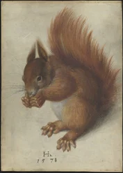 Rotes Eichhörnchen