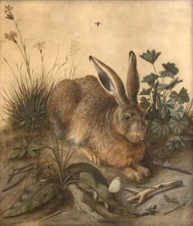 Der Hase