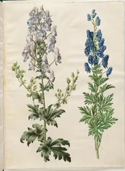 Aconitum variegatum (Bunter Eisenhut); Aconitum napellus (Echter Eisenhut)