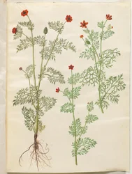 Adonis annua (Herbst-Adonis); Adonis aestivalis (Sommer-Adonis)