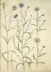 Agrostemma githago (Gewöhnliche Kornrade); Centaurea cyanus (Kornblume)