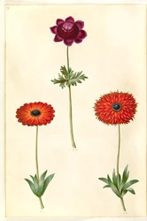 Anemone coronaria (Französische Anemone); Anemone ×fulgens (Glänzende Anemone)