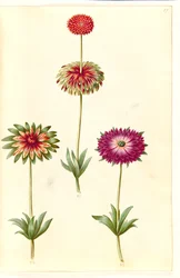 Anemone ×fulgens (Glänzende Anemone)