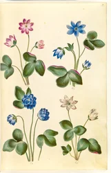 Leberblümchen (blaue Anemone)