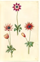 Anemone pavonina (Pfauen-Anemone)