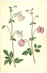 Aquilegia vulgaris (Gewöhnliche Akelei)