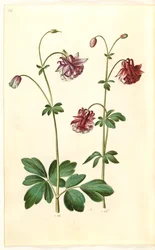 Akelei (Aquilegia vulgaris)