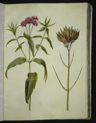 Asclepias incarnata (Rosen-Seidenpflanze)