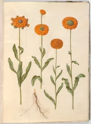 Calendula officinalis (Ringelblume)
