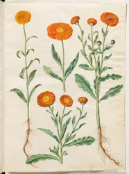 Ringelblume (Calendula officinalis)