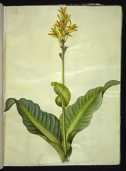 Canna indica (Essbare Kanna)
