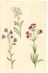 Wiesenschaumkraut; Rundblättrige Glockenblume (?); Taubenkropf-Leimkraut (?)