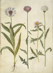Centaurea montana (Berg-Flockenblume); Amberboa moschata (Moschus-Schafgarbe)