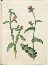 Centaurea seridis; Silybum marianum (Mariendistel)