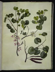 Cercis siliquastrum (Gewöhnlicher Judasbaum)