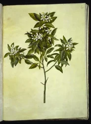 Citrus aurantium (Pomeranze)