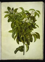 Citrus limon (gewöhnliche Zitrone)
