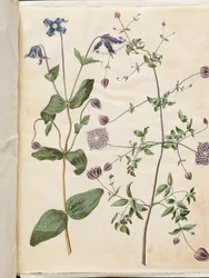 Clematis integrifolia (blaue Stauden-Waldrebe); Clematis viticella (italienische Waldrebe)
