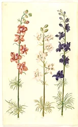 Rittersporn (Consolida ajacis)