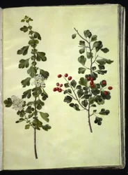 Crataegus laevigata (gewöhnlicher Weißdorn)