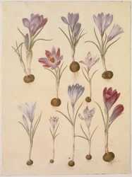 Crocus vernus (Frühlings-Krokus)