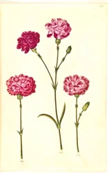 Dianthus caryophyllus (Gartennelke)