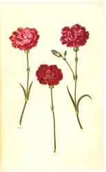 Dianthus caryophyllus (Gartennelke)