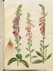 Digitalis purpurea (gemeiner Fingerhut)