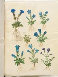 Gentiana acaulis (Stängelloser Enzian); Gentiana verna (Frühlings-Enzian); Gentiana acaulis (Stängelloser Enzian); Gentiana (Art des Enzians)