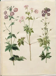 Geranium phaeum (Wellenkronen-Storchschnabel); Geranium versicolor (Netz-Storchschnabel)
